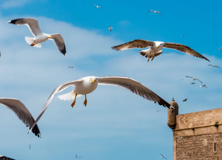 Morocco vacation packages